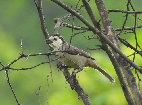 White-headed Brushfinch (Atlapetes albiceps), photo 1
