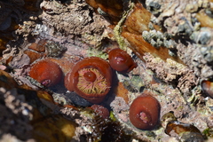 Pseudactinia