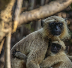 Semnopithecus entellus