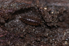 Ligidium germanicum