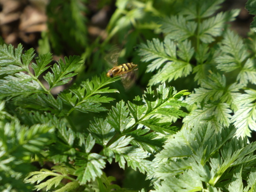 Unknown species found near Santa Cruz County, CA, USA