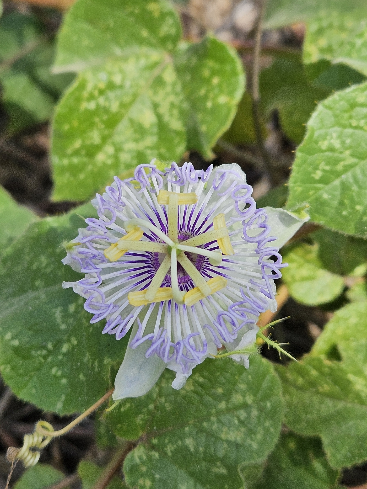 Passiflora foetida