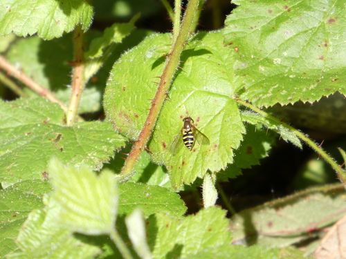 Unknown species found near Santa Cruz County, CA, USA