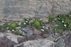 Callianthemum alatavicum