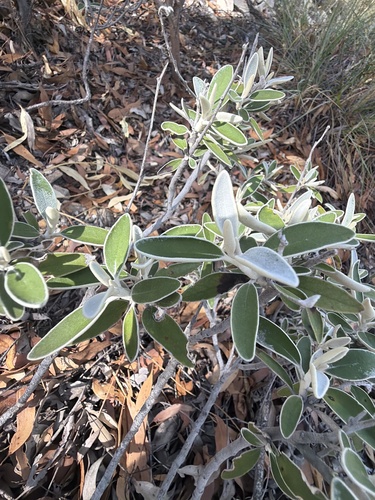 Dampiera discolor (Dampiera discolor)