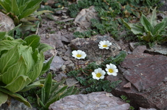 Callianthemum alatavicum