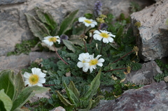 Callianthemum alatavicum