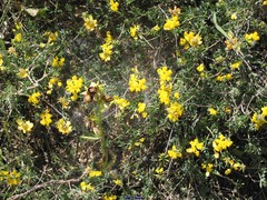 Coronilla repanda dura