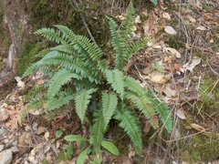 Polystichum imbricans