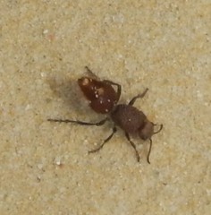 Ephutomorpha ferruginata