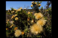 Pteronia onobromoides