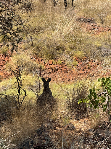 Common Wallaroo