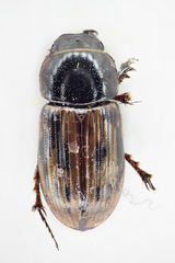 Chilothorax melanostictus