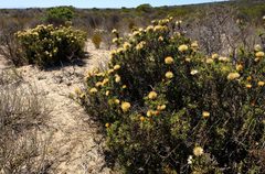 Pteronia onobromoides
