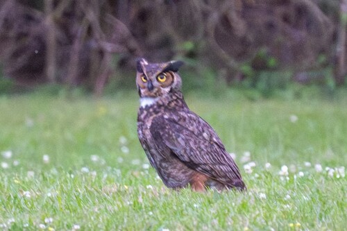 Great Horned Owl photographed in Louisiana