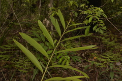 Alpinia caerulea