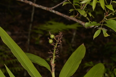 Alpinia caerulea