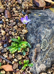 Wahlenbergia saxicola