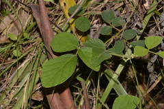 Desmodium rhytidophyllum