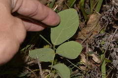 Desmodium rhytidophyllum