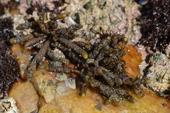 Splachnidium rugosum