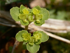 Chrysosplenium kamtschaticum