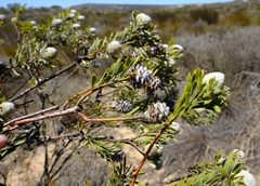 Leucadendron cinereum