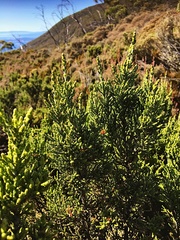 Ozothamnus hookeri