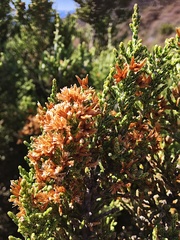 Ozothamnus hookeri