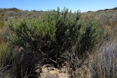 Leucadendron cinereum