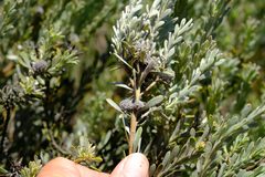 Leucadendron cinereum