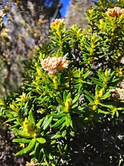 Ozothamnus ledifolius
