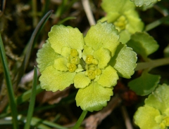 Chrysosplenium kamtschaticum
