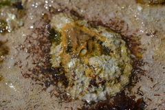 Scutellastra cochlear