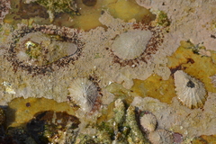 Scutellastra cochlear