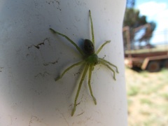Neosparassus patellatus