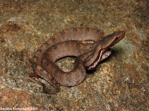 Photo of a Zara (Hypnale zara)