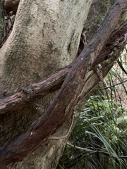 Metrosideros fulgens