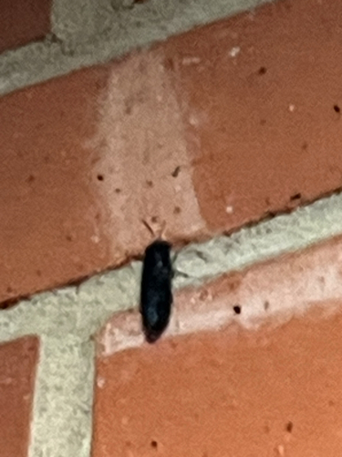 Unknown species found near Central Campus Dr, San Antonio, TX, US