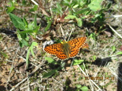 Boloria aquilonaris