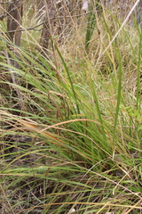 Carex geminata