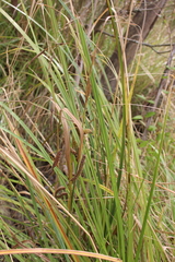 Carex geminata