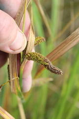 Carex geminata