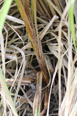 Carex geminata