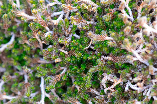 Underwood's Spikemoss (Selaginella underwoodii)