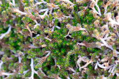 Selaginella underwoodii, photograph author not stated, no rights reserved