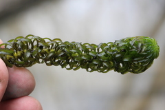 Lagarosiphon major