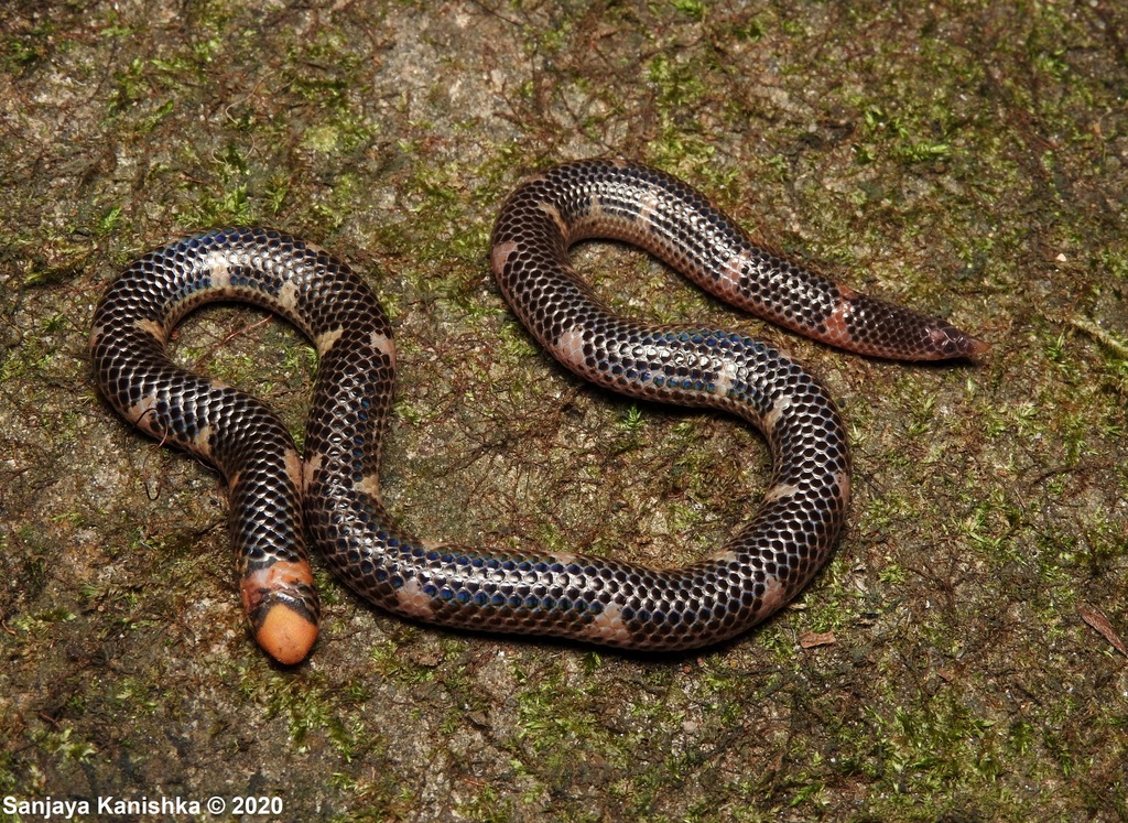 Trevelyan's Earth Snake