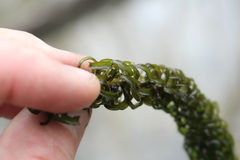 Lagarosiphon major