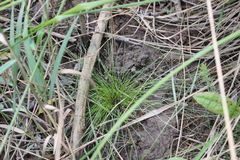 Eleocharis gracilis